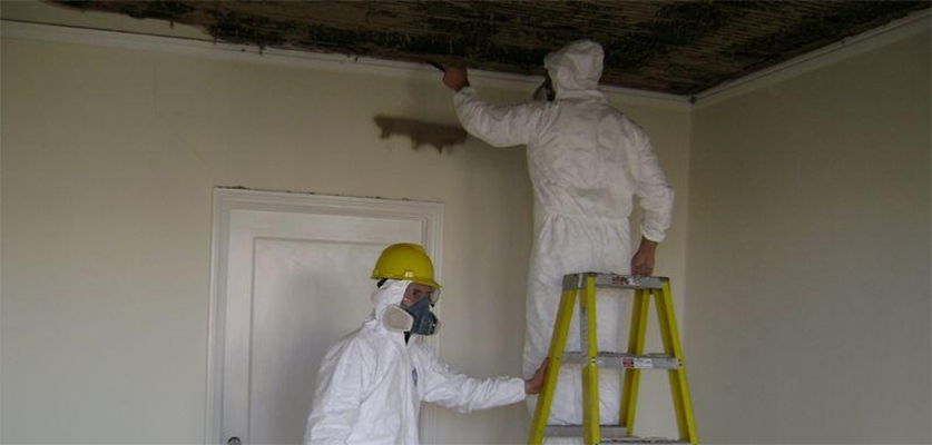 mold removal in United states