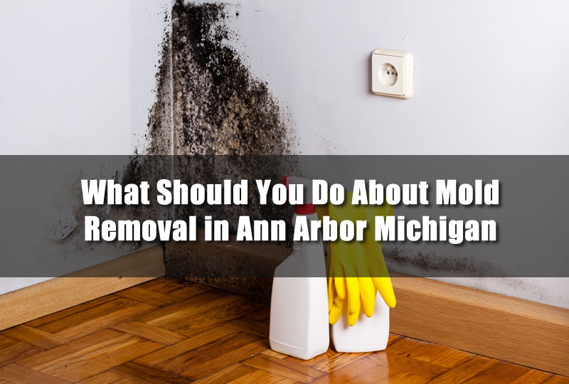 What Should You Do About Mold Removal in Ann Arbor Michigan