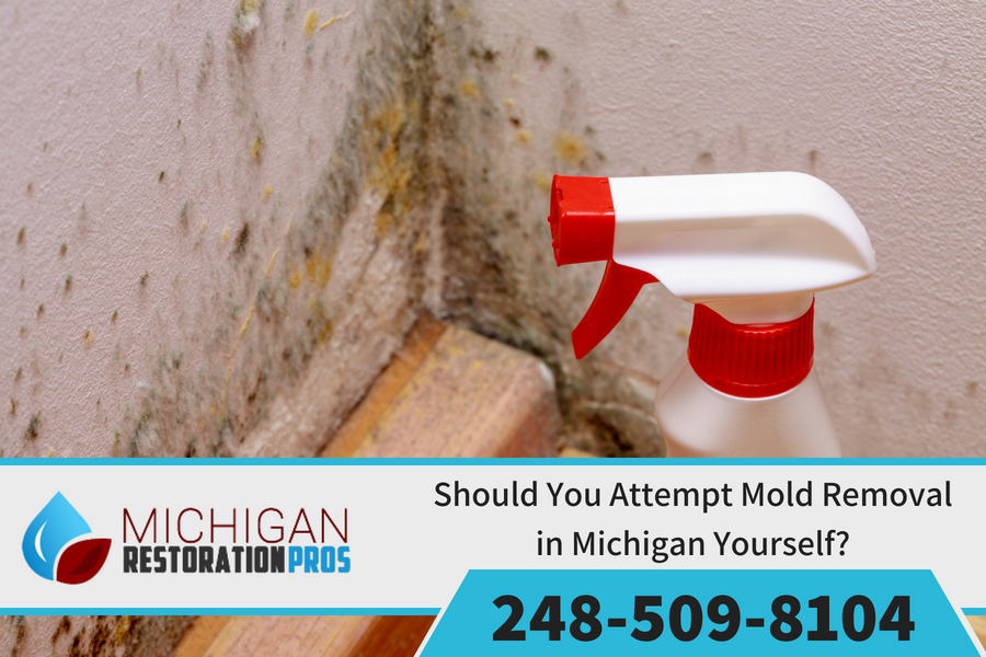 Should You Attempt Mold Removal in Michigan Yourself? 
