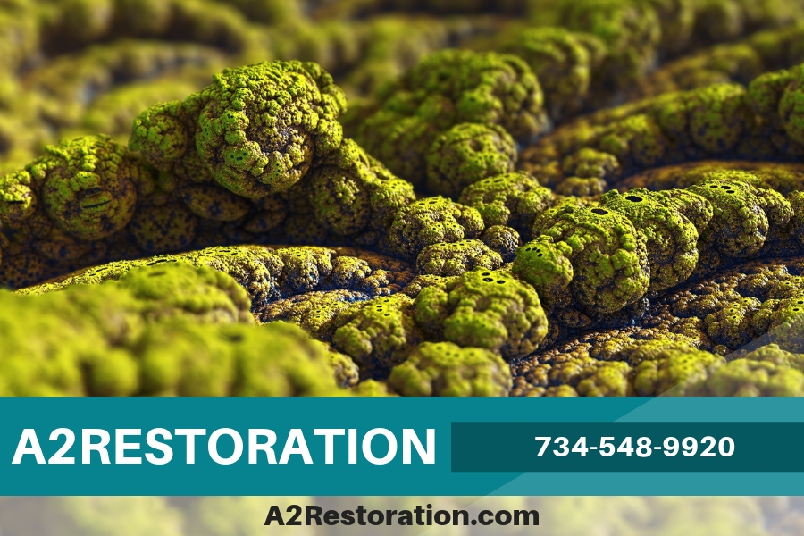 Will Your Mold Come Back After Getting Mold Remediation Service?